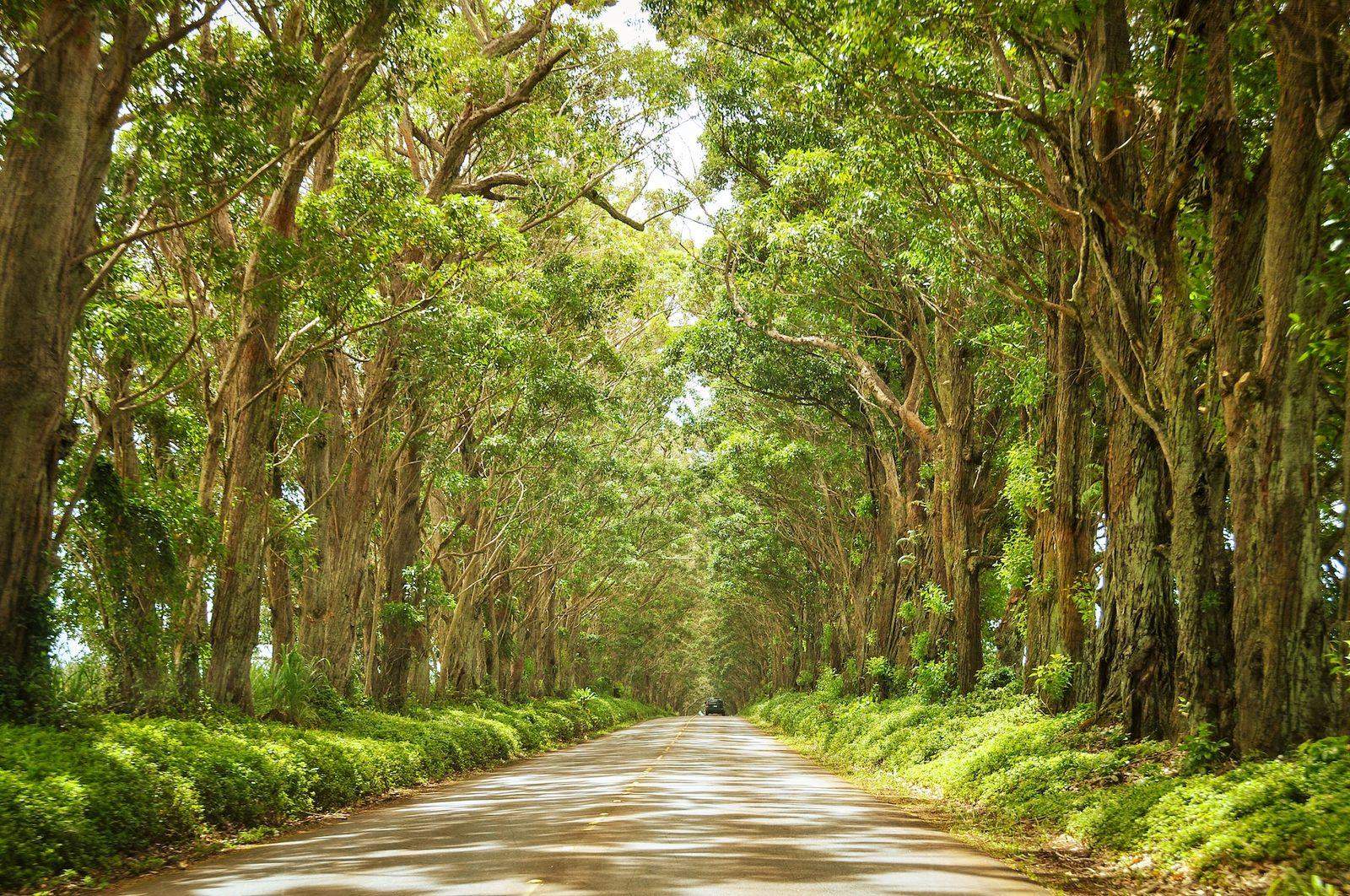 The tree tunnel on Kauaʻi's South Shore — Māluia Road lined with eucalyptus trees